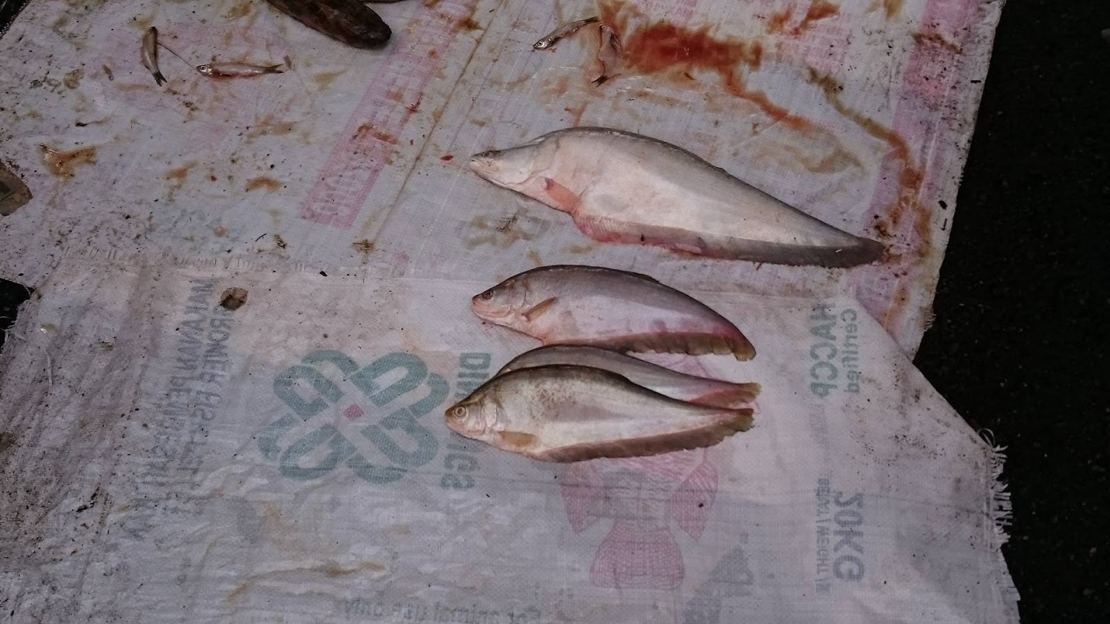 Resepi Ikan Patin Pekasam Stasiun Purwosari X