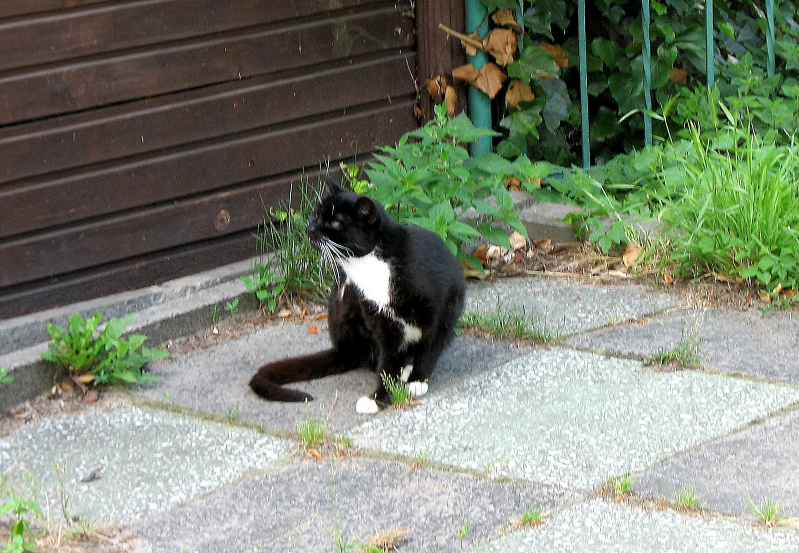 Koty, kotki, kociaki: Koty bezdomne