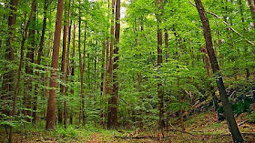 VUDEEVUDEE'S GEOGRAPHY BLOG: BIOMES