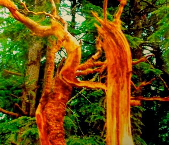 Tree Dancers