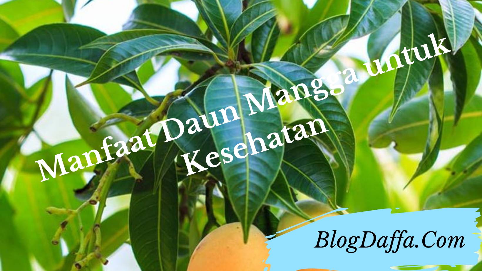 Manfaat daun mangga Manfaat daun mangga untuk kesehatan tubuh