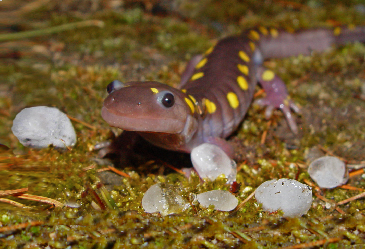 Wicked Big Puddles Migration Update for Southern New England