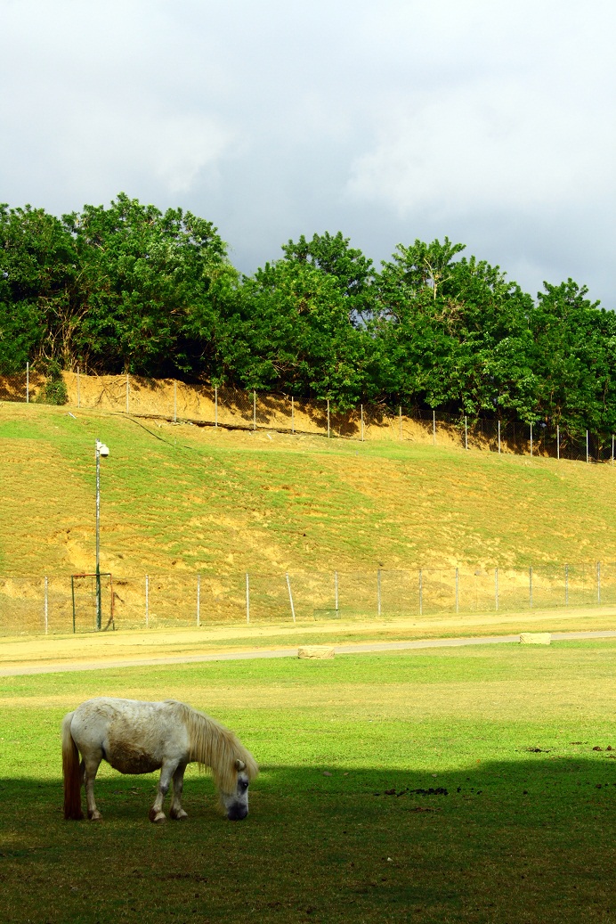Animal Destination Pygmy Horse