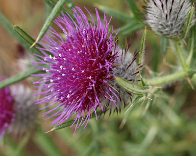 Cardo lanudo (Cirsium eriophorum)