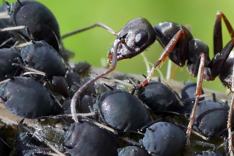 Aphid infestation ants colonize for honeydew
