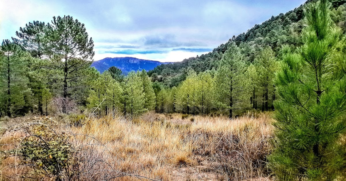 Mi Album de Fotos PATERNA DEL MADERA (Albacete).