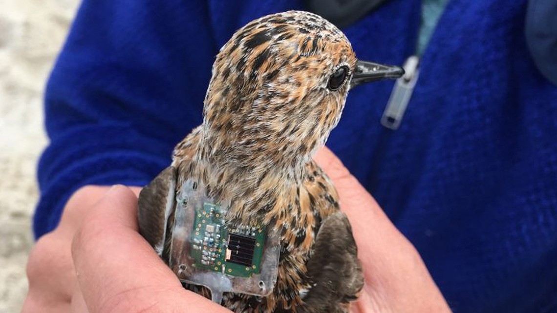 Terrierman's Daily Dose The Holy Grail in Wildlife Transmitters