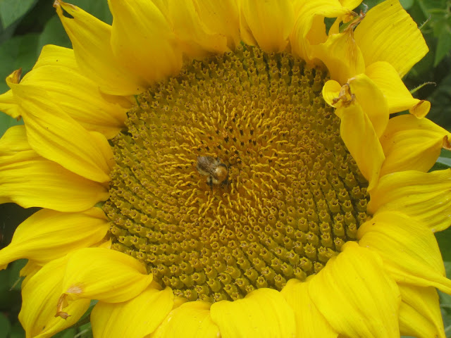Sunflower and bee