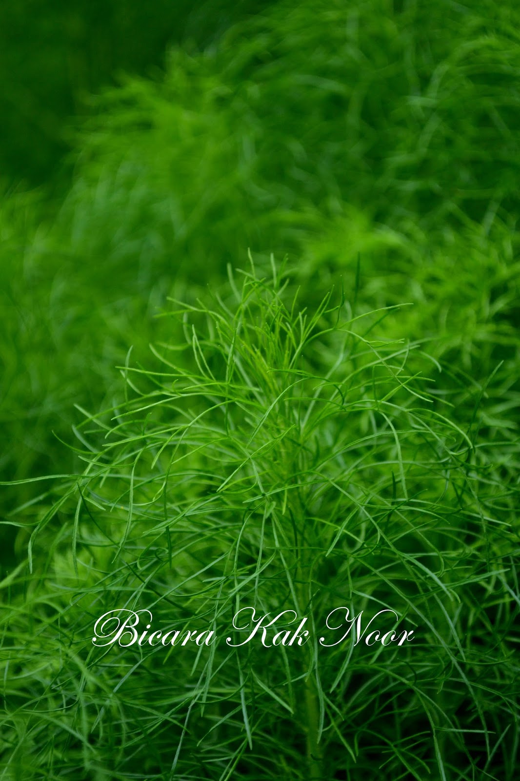 beli daun dill di malaysia Alison Churchill