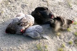 mites eggs chickens dust treatment mite natural bath using fresh daily prevention coop poultry wood boxes bathing chicken stop why