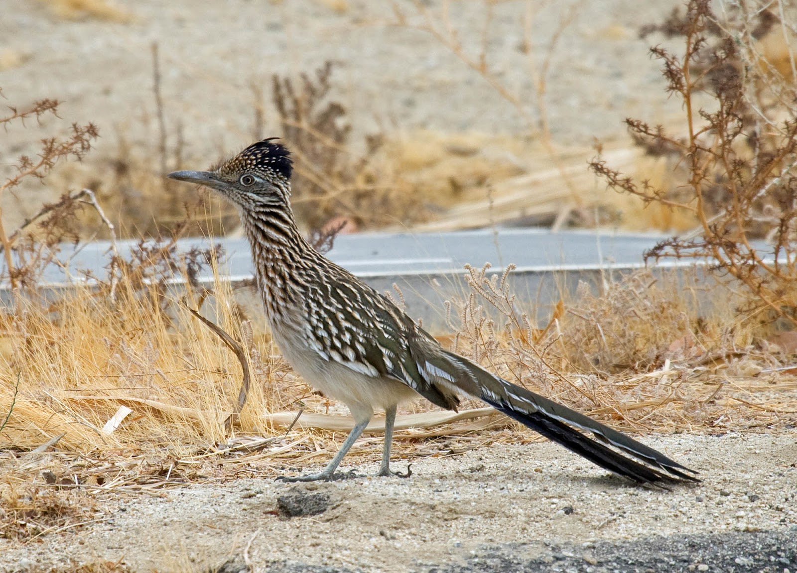 Greater Roadrunner in Borrego Springs takes me back to 1976 Greg in