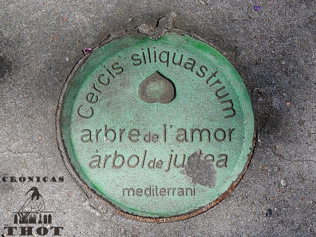 Placa informativa del árbol de Judea en Barcelona