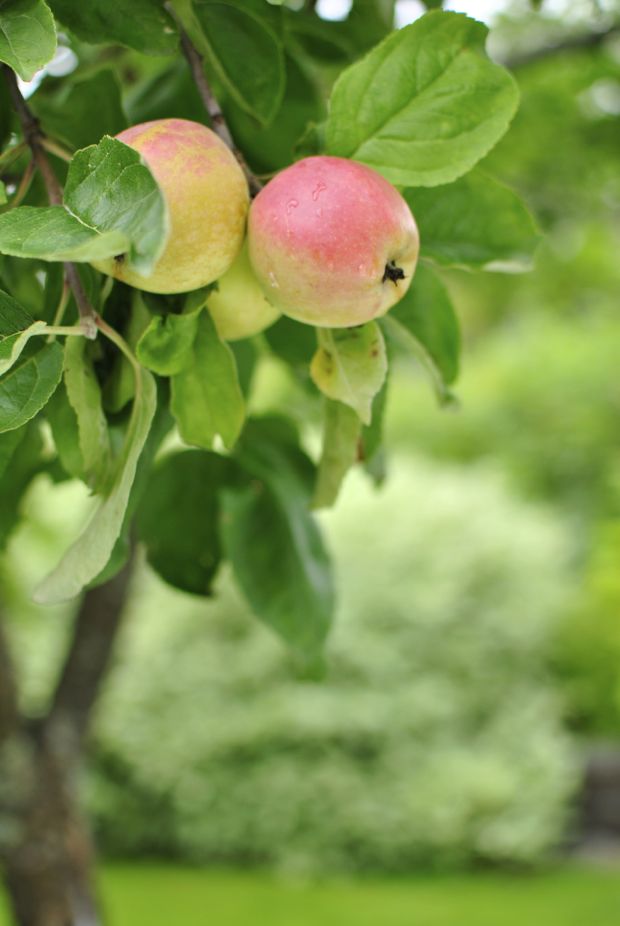 äppelträd äpplen höst trädgård