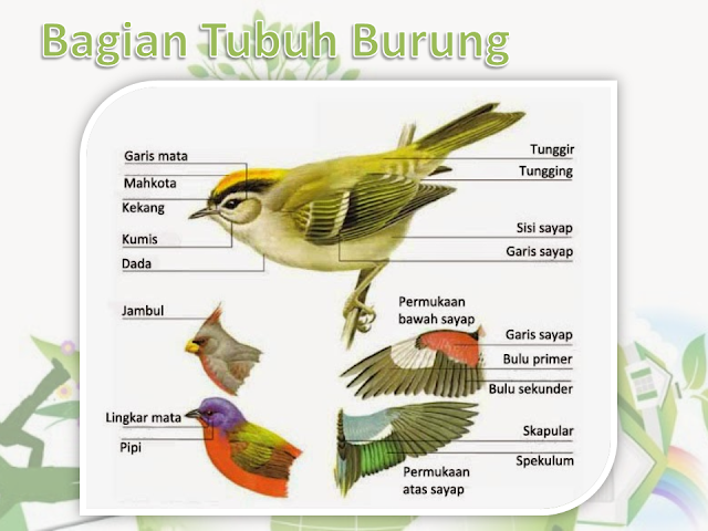 Bagian Tumbuhan Tubuh Hewan  Tubuh Burung Organ  Tubuh 