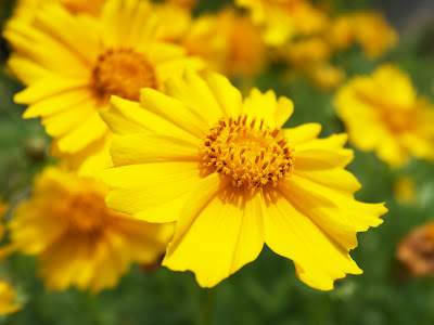 √無料でダウンロード！ 金鶏菊 オオキンケイギク 似 た 花 337860