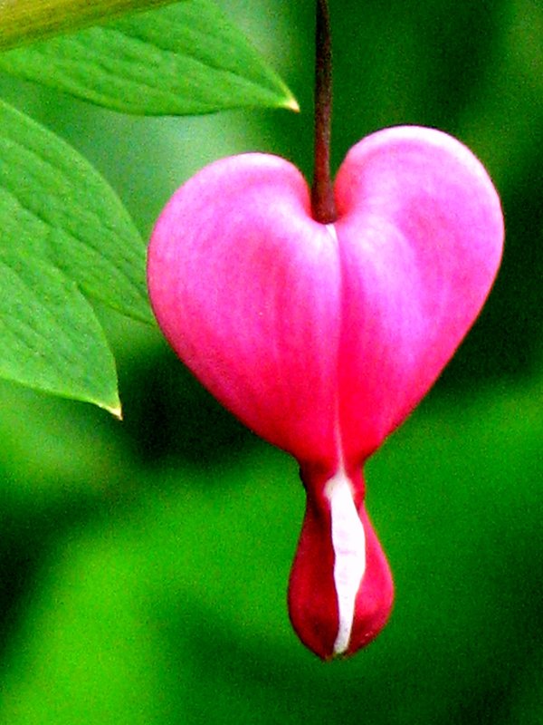 Nitands Bleeding Heart Flower