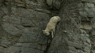 Feel de Rock - Be the Rock - Rock Climbing goats