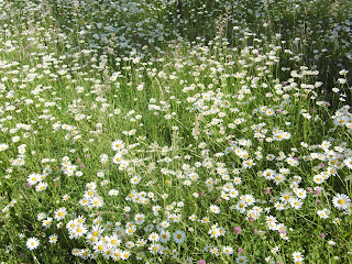 Carré de marguerites de Patricia, 2 Bergerac, malooka