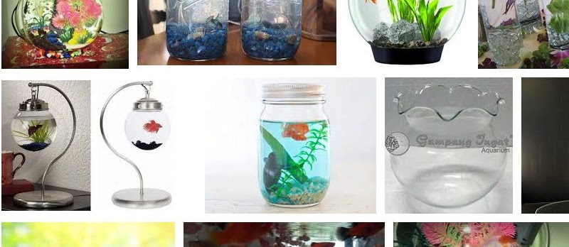 Jenis Ikan Hias yang Dapat Dipelihara dalam Toples Kecil atau Akuarium Mini