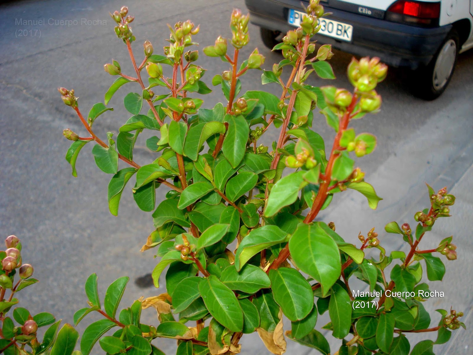ÁRBOLES Y ARBUSTOS EN LAS CALLES DE MONTIJO: ÁRBOL DE JÚPITER.