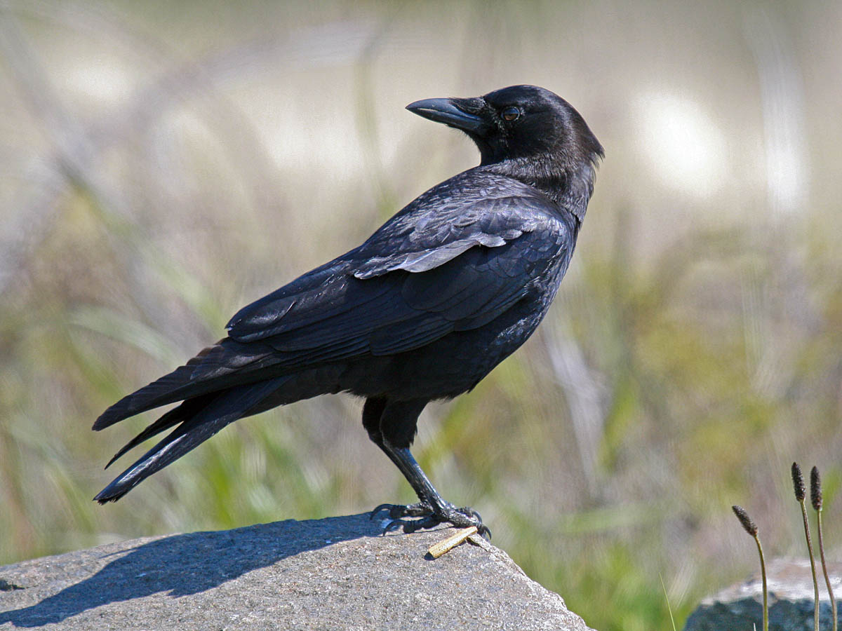 The 10 most common backyard birds of San Diego, California Greg in
