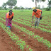 SOYA NI PESA PROJECT HELP FARMERS IN RUVUMA TO ADOPT IMPROVED TECHNICS