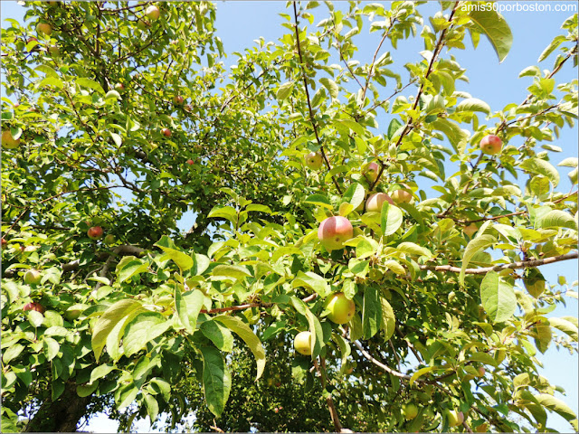 Applecrest Farm: Huertos de Manzanas 