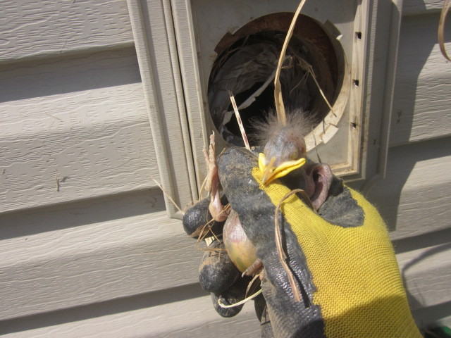 bird in everything birds in dryer vent