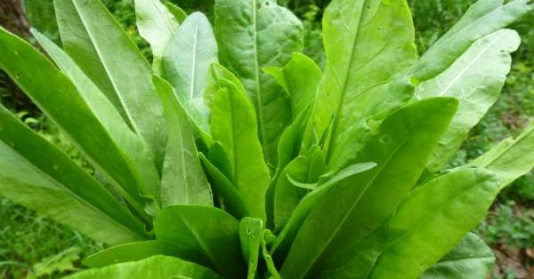 Призначення щавлю