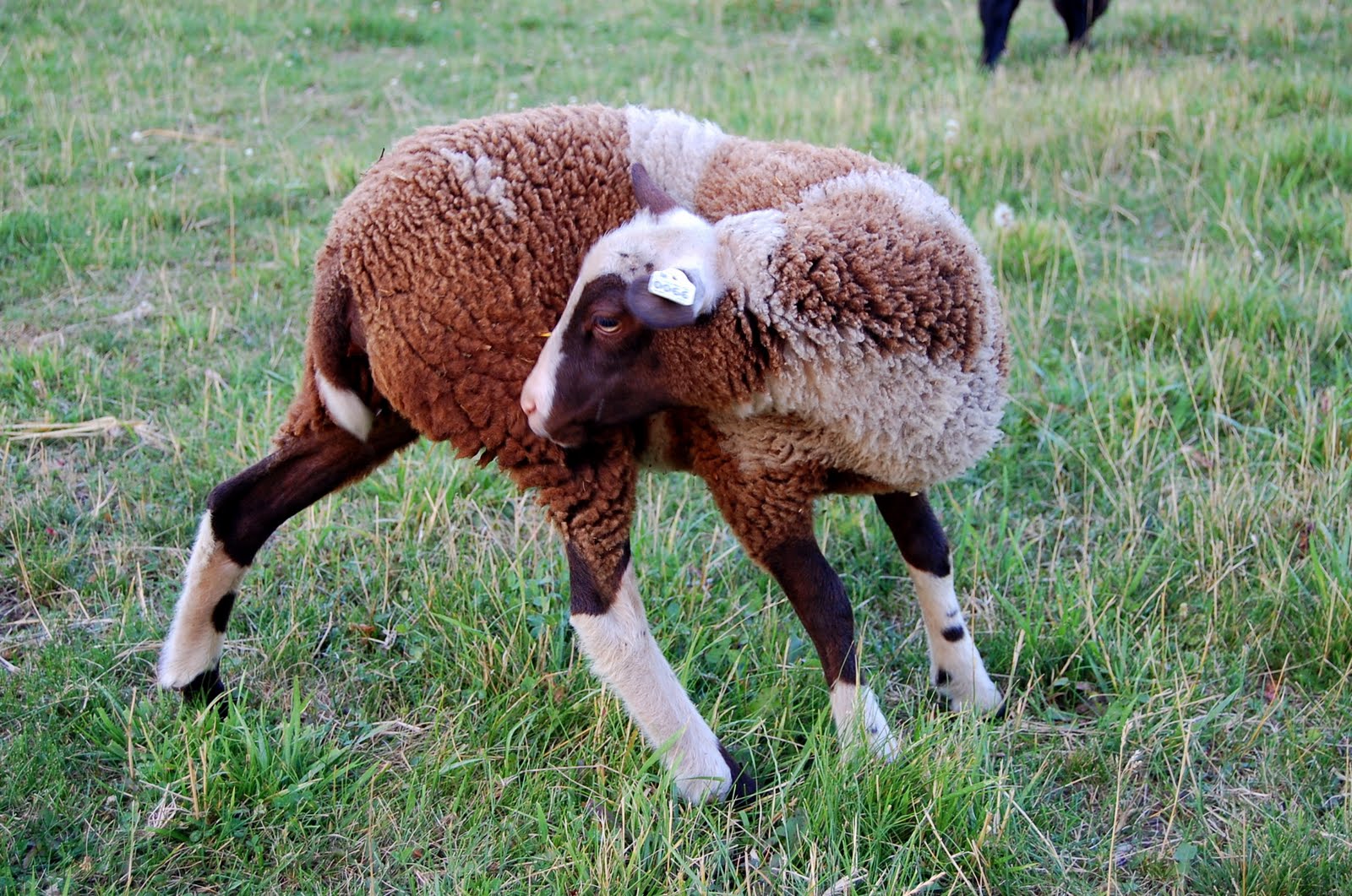 Crosswinds Farm Now that's a sheep of a different color!