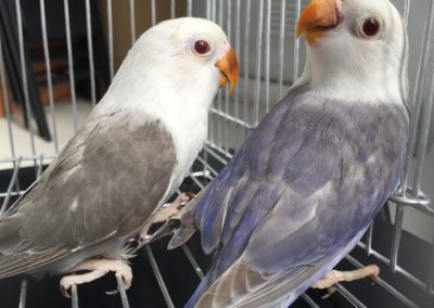 Jenis Mutasi Warna Lovebird Pale Fallow Beserta Ciri Ciri Harga
