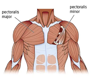 rhomboid muscle pain, upward rotation of scapula, muscles of the arm and shoulder, function of clavicle, middle trapezius, scapular muscles pain, rhomboid muscle exercises, rhomboid muscle stretch, pectoral girdle muscles, levator scapulae innervation, shoulder girdle movements, muscles around the scapula, function of humerus, swimmers muscle, scapula retraction, muscles that elevate the scapula, scapular stabilizers muscles, rhomboid exercises with dumbbells, scapular protraction exercises, pain between spine and shoulder blade, muscles that move the forearm, rhomboid exercises rehabilitation, shoulder,movers,shoulder muscles,mover,dresser movers,shoulder press,shoulder exercises,shoulder muscle,shoulders,shoulder workout,shoulder joint,shoulder region,big shoulders,big shoulder muscles,shoulder bag,boxes (movers),shoulder impingement,shoulder muscles name,shoulder muscle names,shoulder pain,shoulder workout for beginners,shoulder workout at gym,sholder,shoulder workout at home,shoulder region muscles