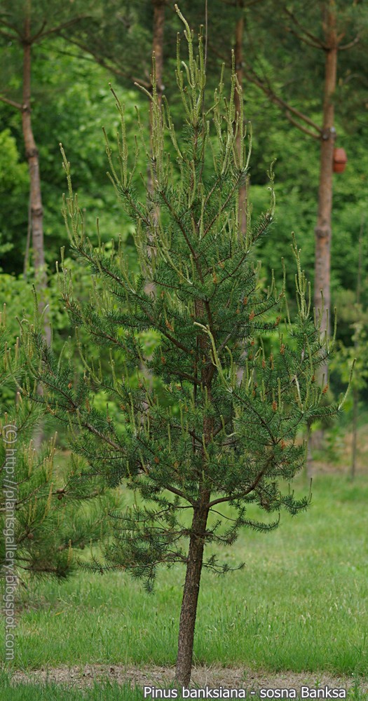 Pinus banksiana - Sosna Banksa