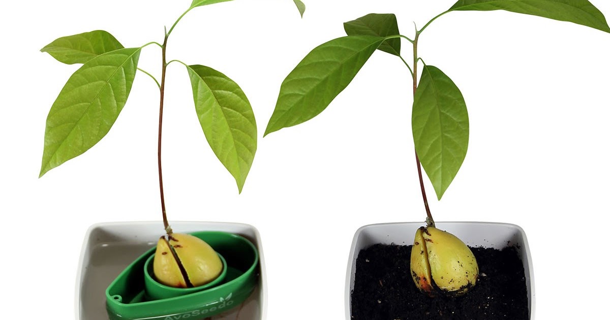 How to Make an Avocado Tree Bear Fruit About Bonsai