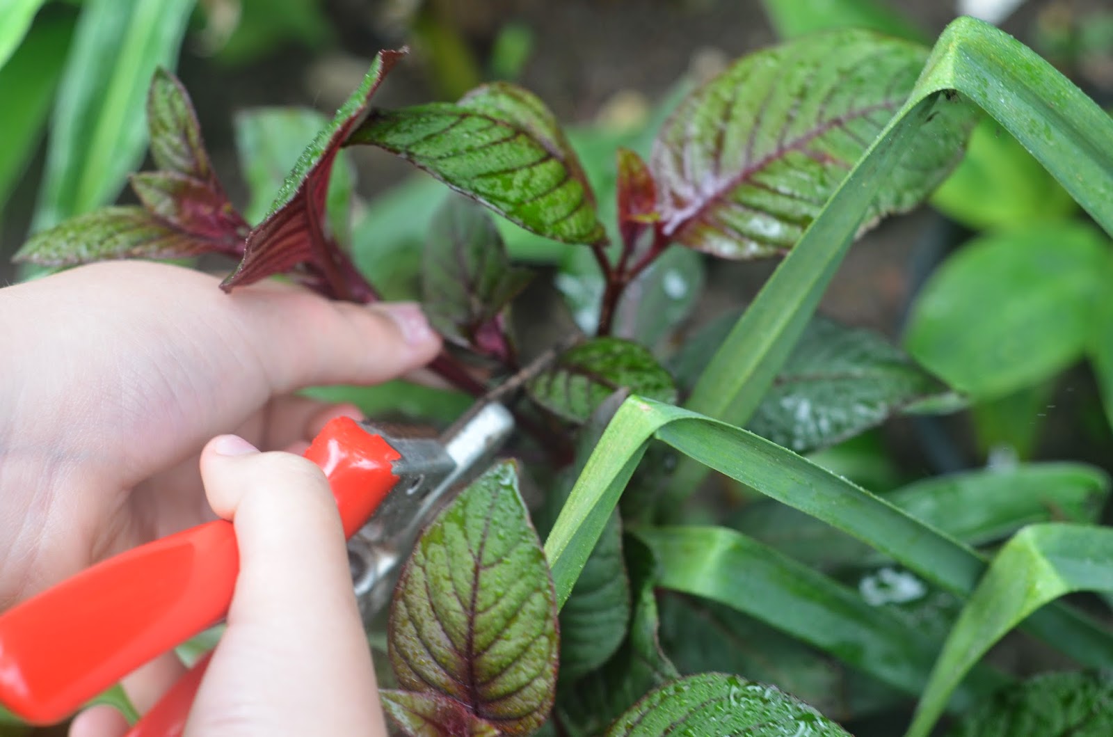 How to take cuttings from fuchsia