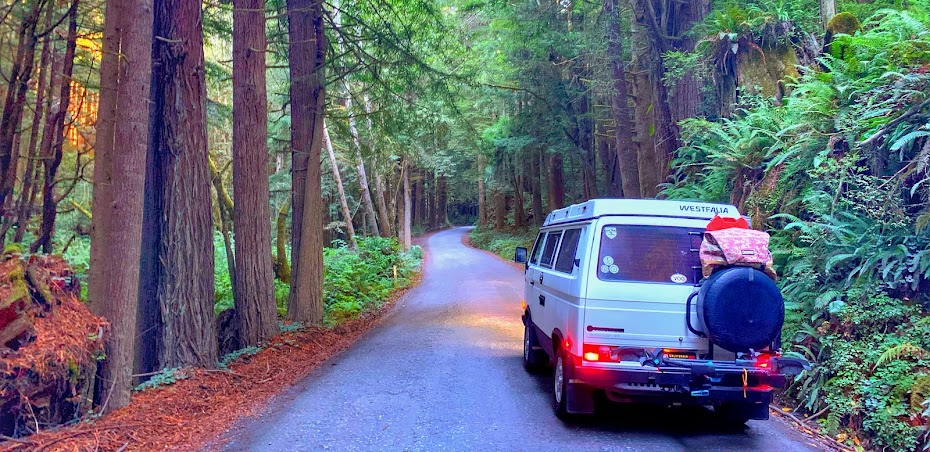 Vanagon Redwoods