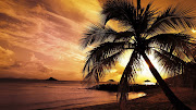 Sunset Beach Palm. Sunset Beach Palm. >> Download << (sunset beach palm)