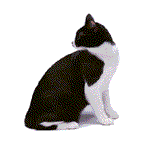 Animation Bundle: Animated Cats Jumping Playing and Running Around See
