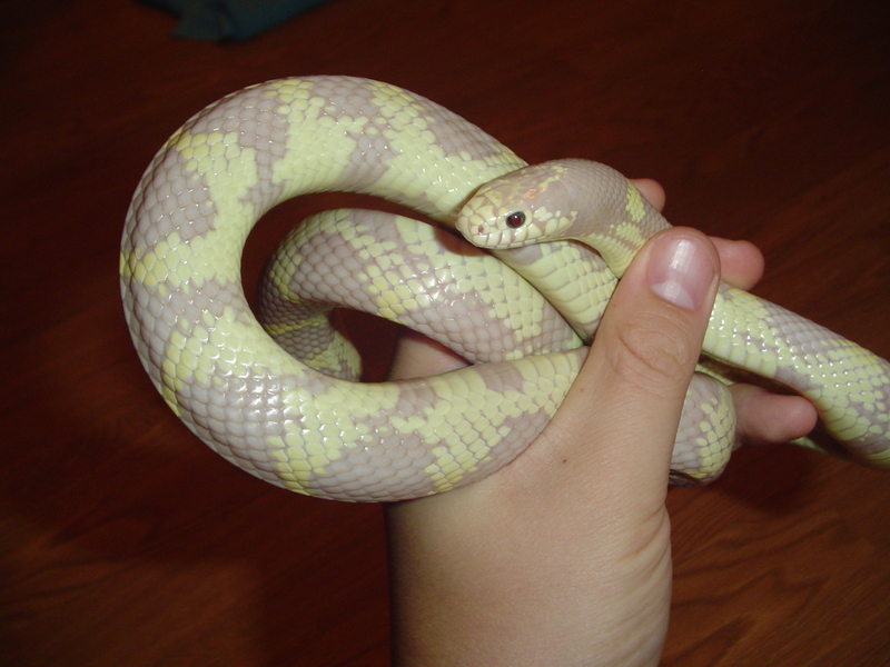 Snakes: Banana King Snake