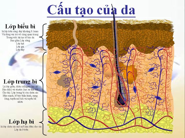 Vitamin C thần dược hồi xuân cho làn da Vitamin C thần dược hồi xuân cho làn da