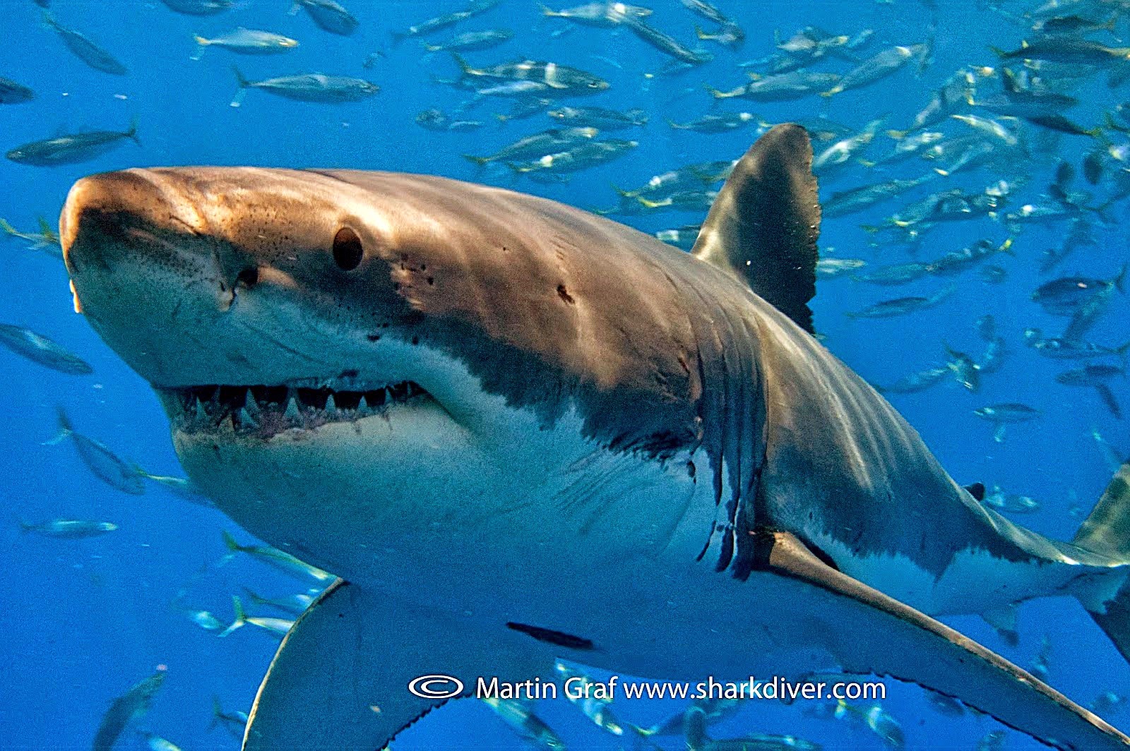 The Best Shark Dive in the World! Shark Diver Job Opportunity!