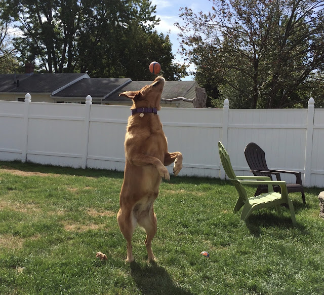 Golden Retriever dog catching a ball #mondaymischief