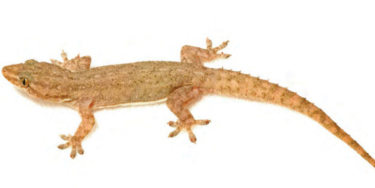 88 Arti Kejatuhan Cicak Di Tangan Kiri Menurut Primbon Dan Islam Tanda Kejatuhan Cicak