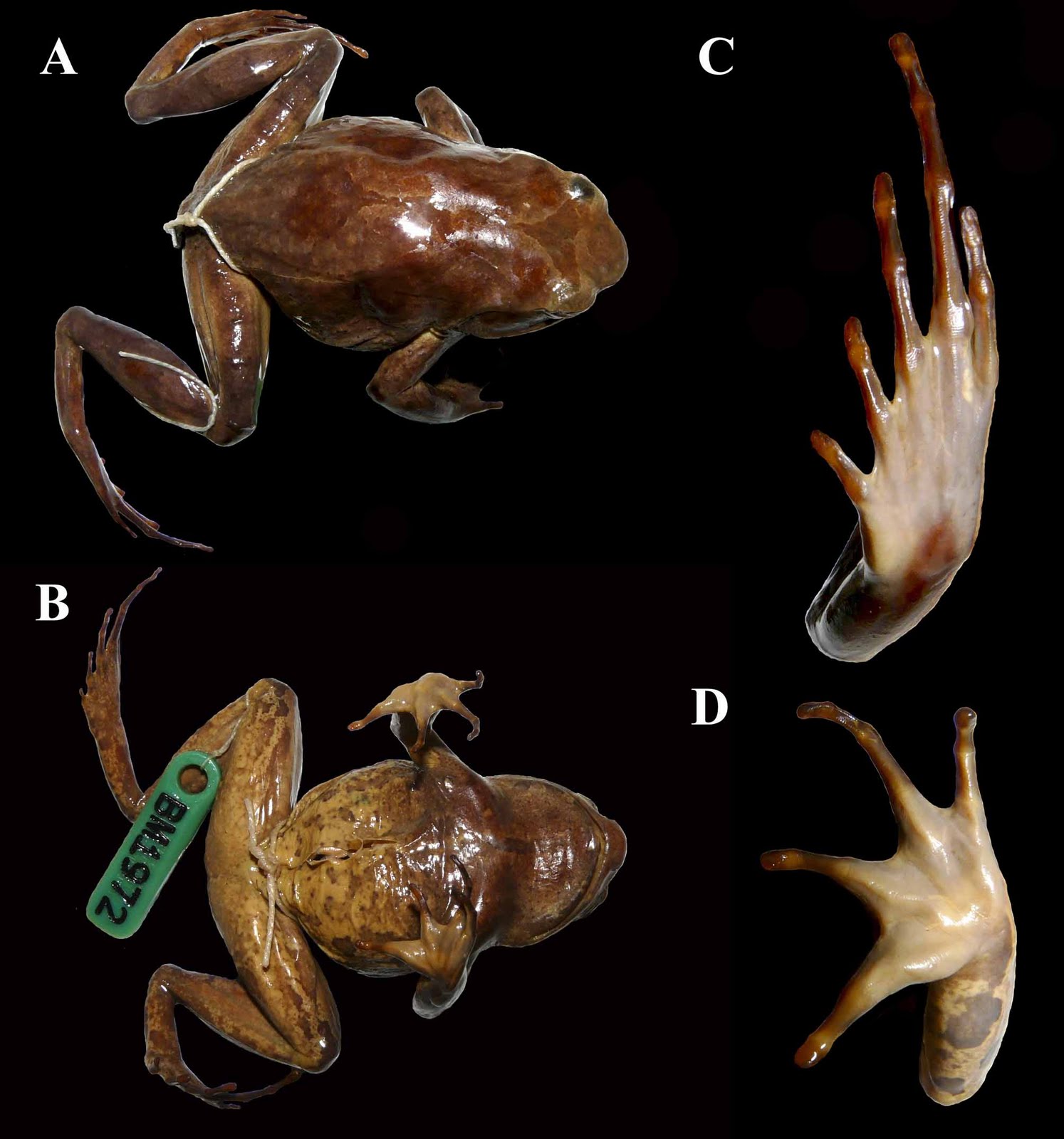 Species New to Science [Herpetology • 2011] Xenophrys (Megophrys