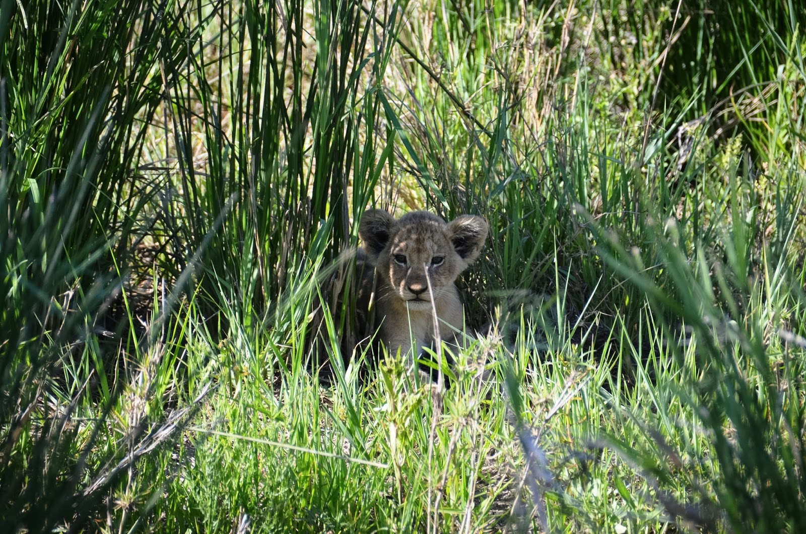 lion cub in greater kruger