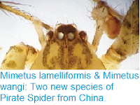 http://sciencythoughts.blogspot.co.uk/2016/10/mimetus-lamelliformis-mimetus-wangi-two.html