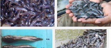 Ini Dia Tips Cara Mengatasi Bibit Lele Yang Setiap Hari Mati