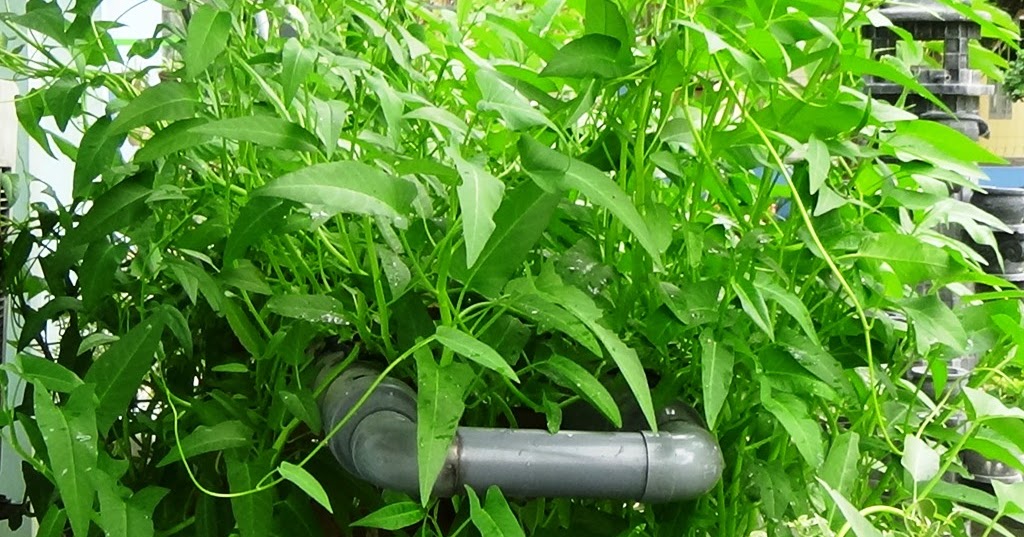 [Lomba Hidroponik] Hari Ke-47 Usia Tanam Tanaman Sawi dan Kangkung