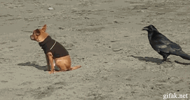 Funny Animated Crow Pricks a Dog Funny Animated Animal Pictures