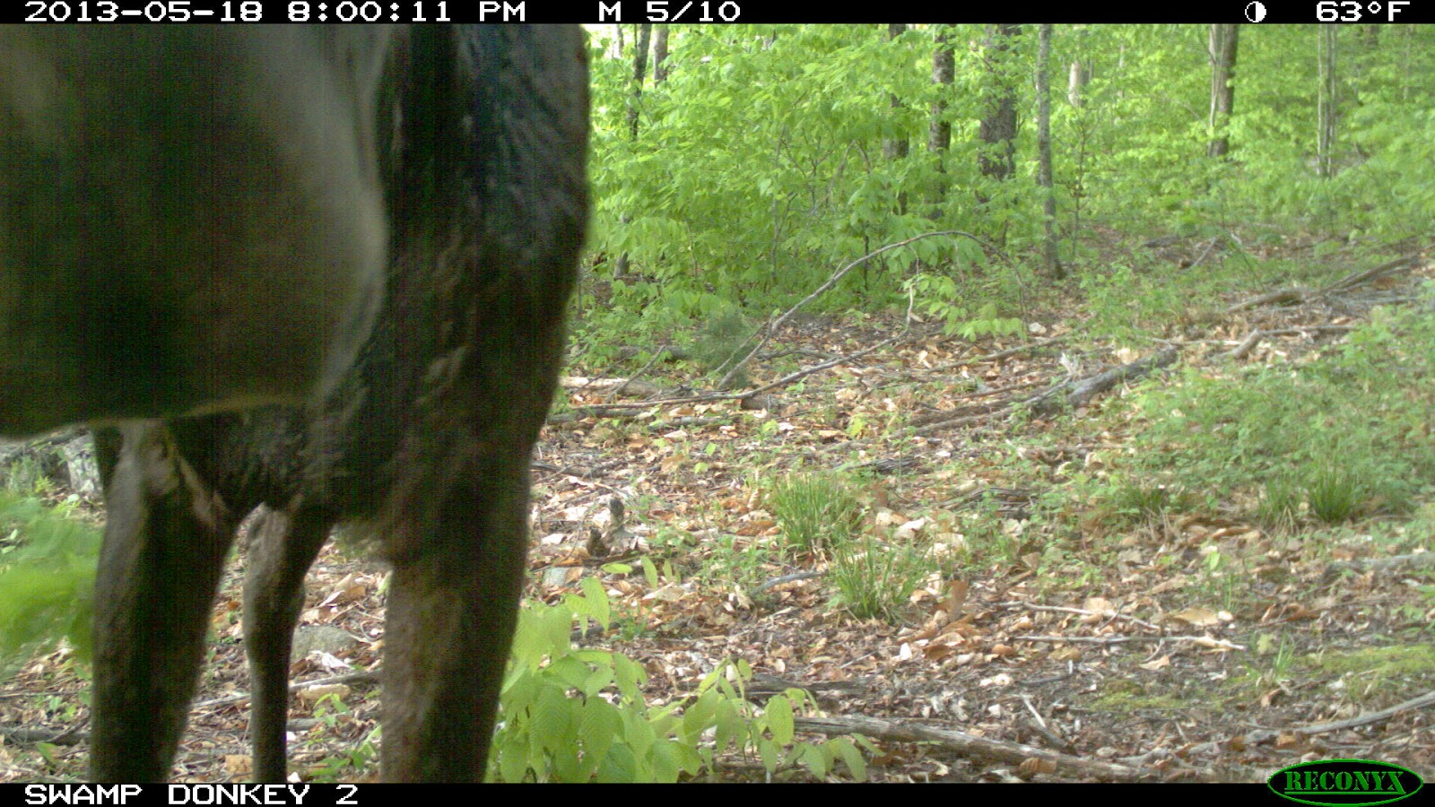 Swamp Donkey Adventures